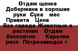 Отдам щенка Добермана в хорошие руки. Сука 5 мес. Привита › Цена ­ 5 000 - Все города Животные и растения » Отдам бесплатно   . Карелия респ.,Петрозаводск г.